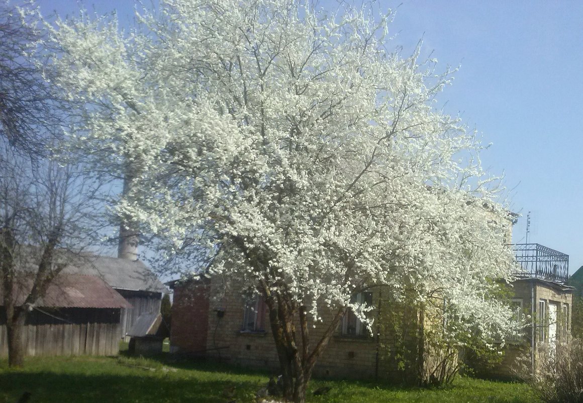 Kaukazo slyva Karsakiškyje / Caucasus plum (Karsakiškis, Lithuania) - silvestras gaiziunas gaiziunas