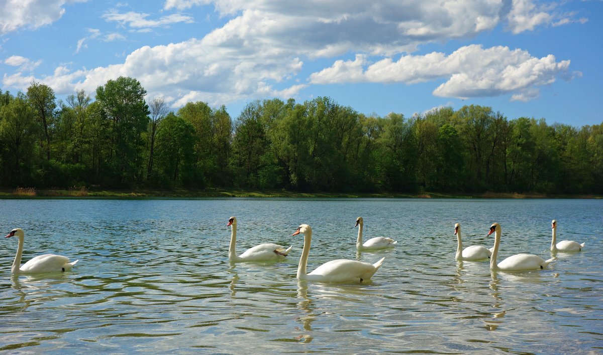 Лебеди на городском озере... - Galina Dzubina