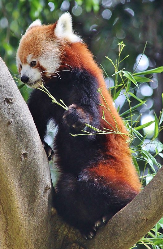 Красная панда - Natali Positive