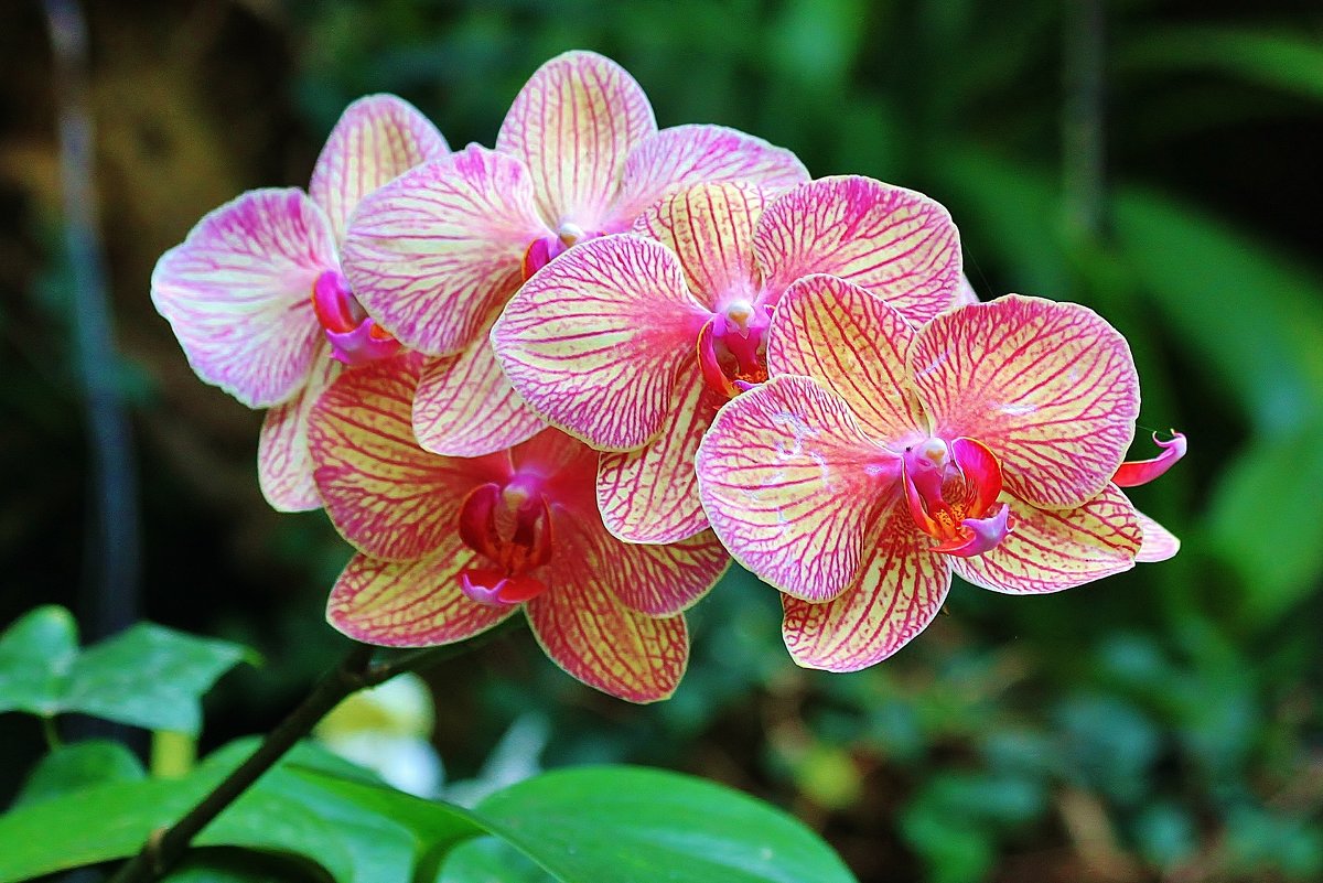 В саду орхидей - Natali Positive