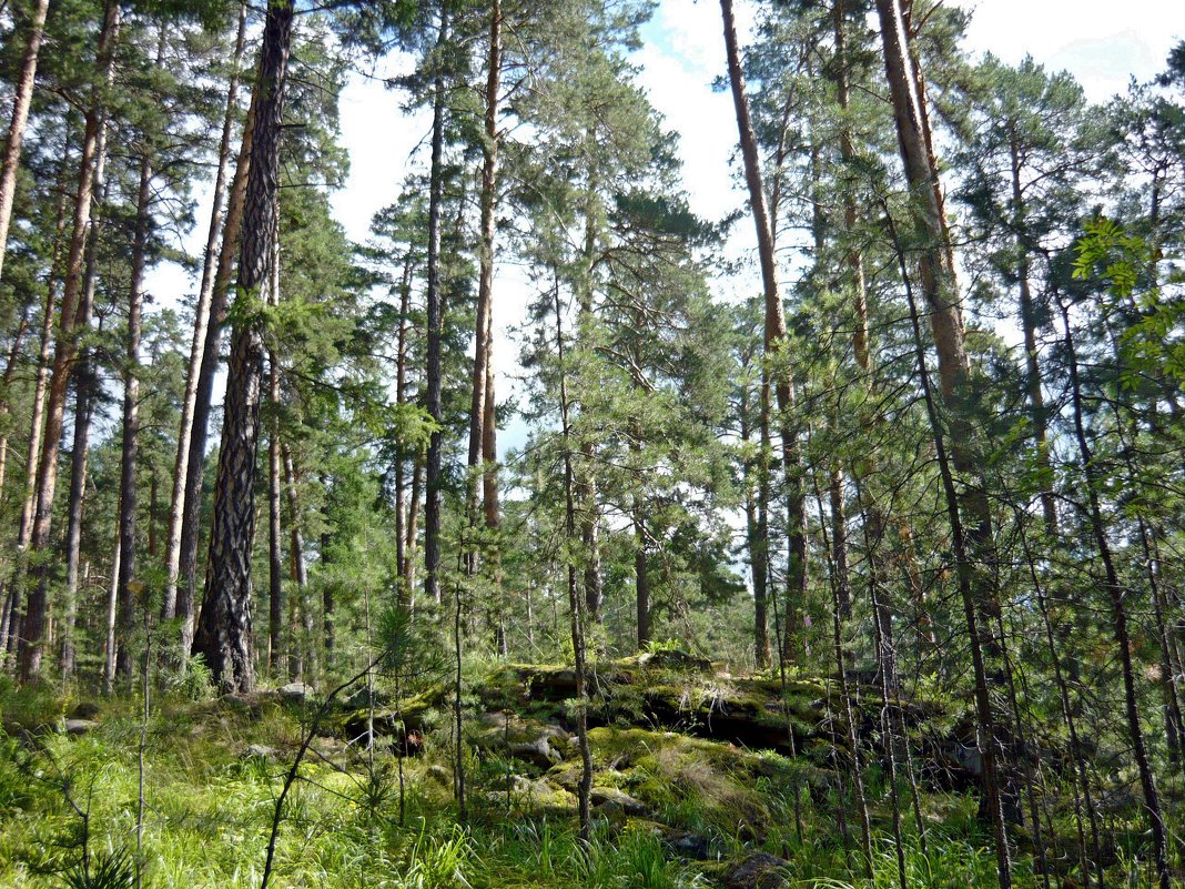 В лесу - Вера Щукина