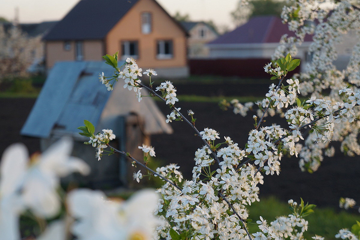 Цветёт вишня - Сеня Белгородский