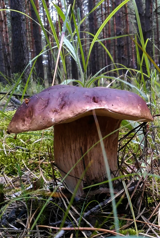 Прогулка по лесу по грибы - Козьма Минин