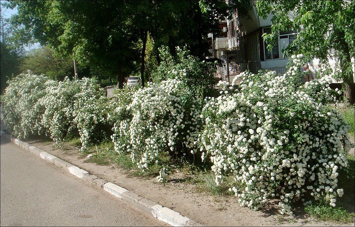 Зацвела спирея... Значит, скоро летние каникулы!.. - Нина Корешкова