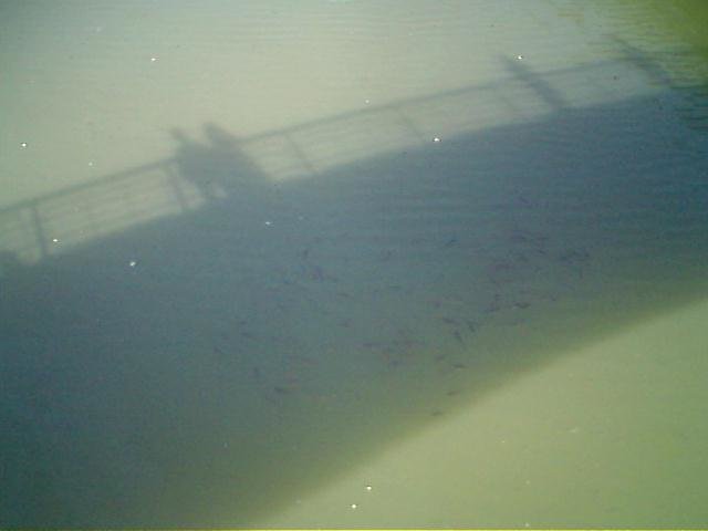 Тень моста, рыбы в воде - Smit Maikl 