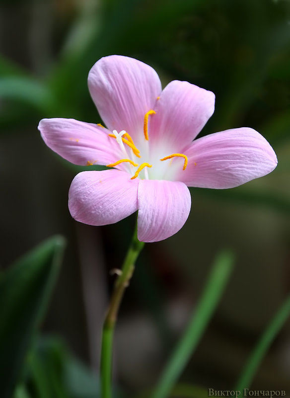 Zephyranthes - Laryan1 