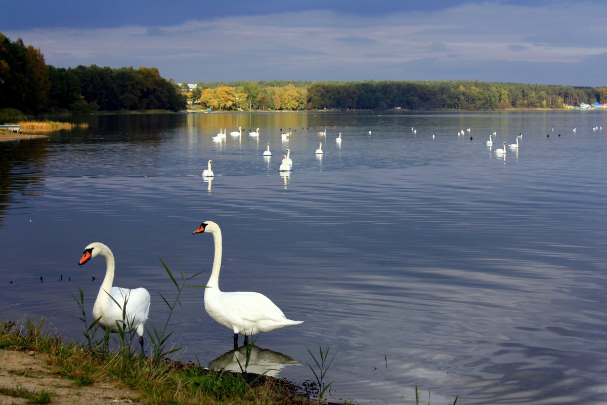 Озеро Нарочь лебеди