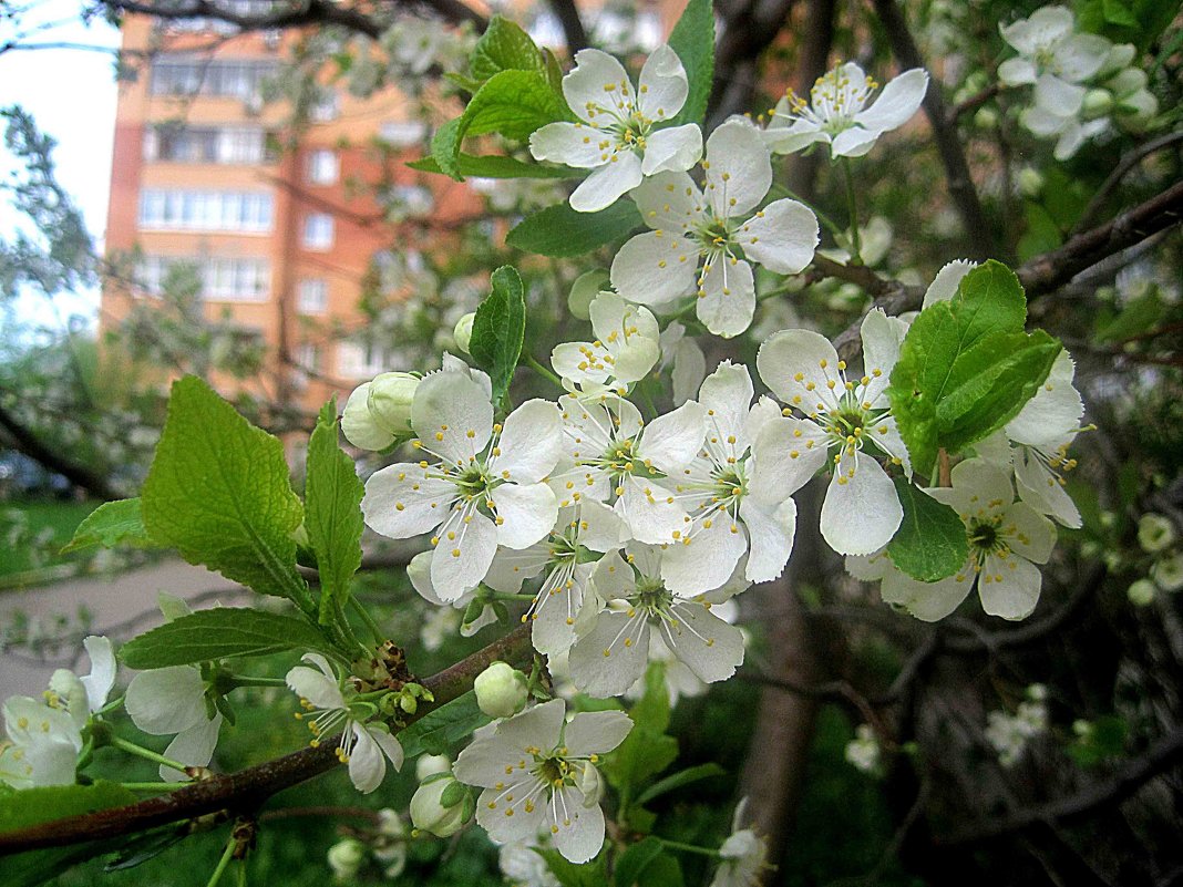 Вишня цветет в моем городе - Елена Семигина