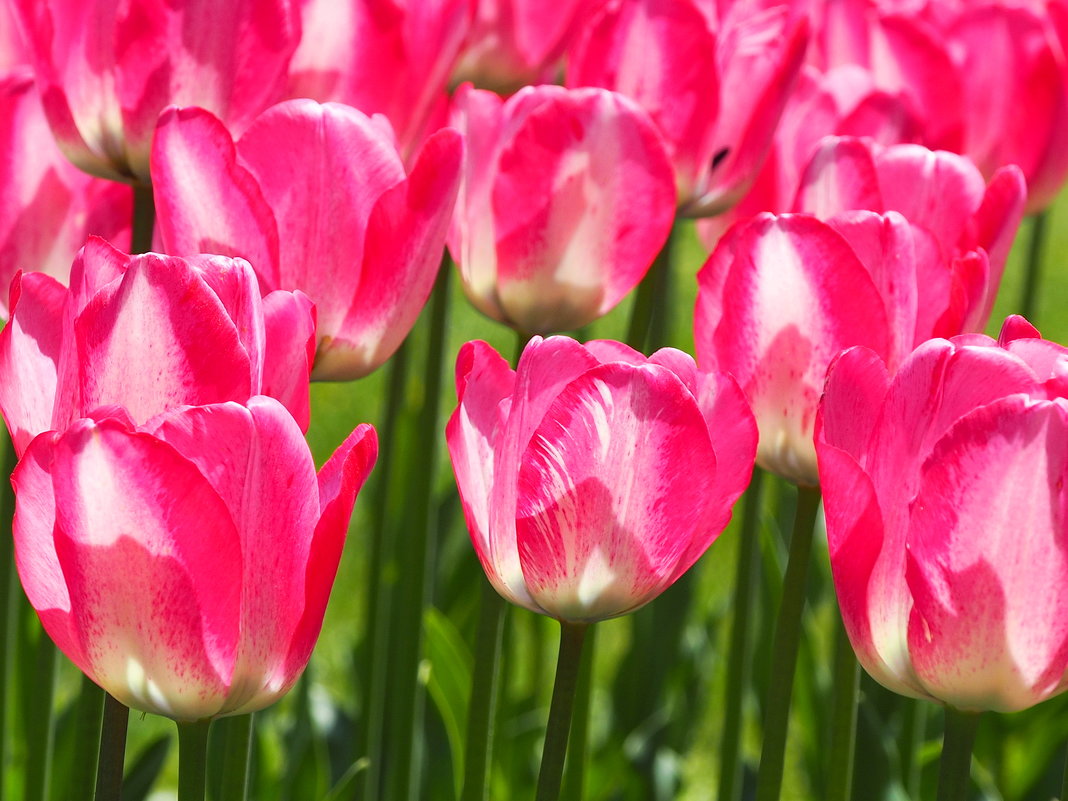 Цветут тюльпаны - wea *