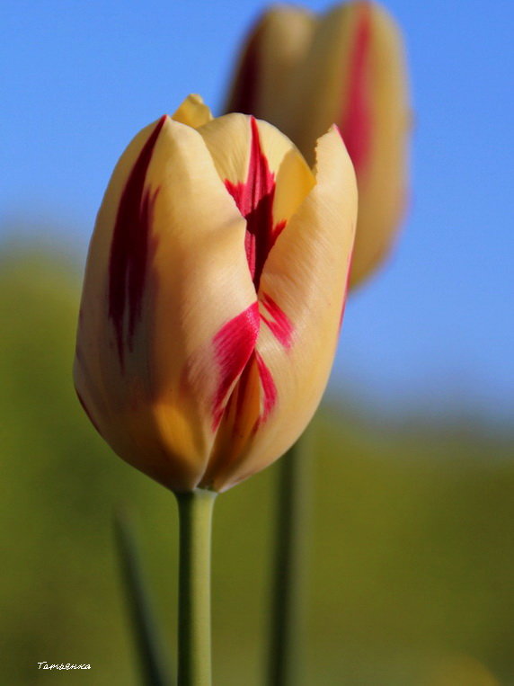 Прекрасны разноцветные тюльпаны... - Татьян@ Ивановна