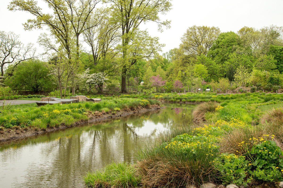 ботанический сад Бруклин - gennadiy chornyy 