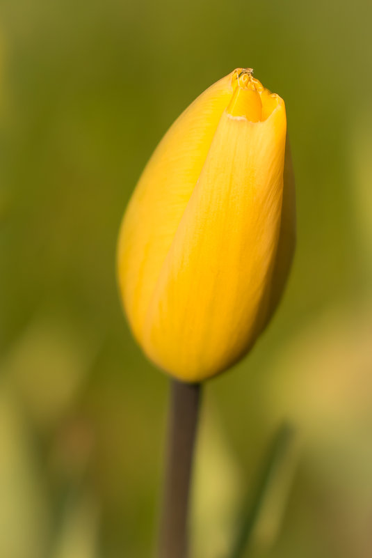 Тюльпановое солнышко - Юлиана 
