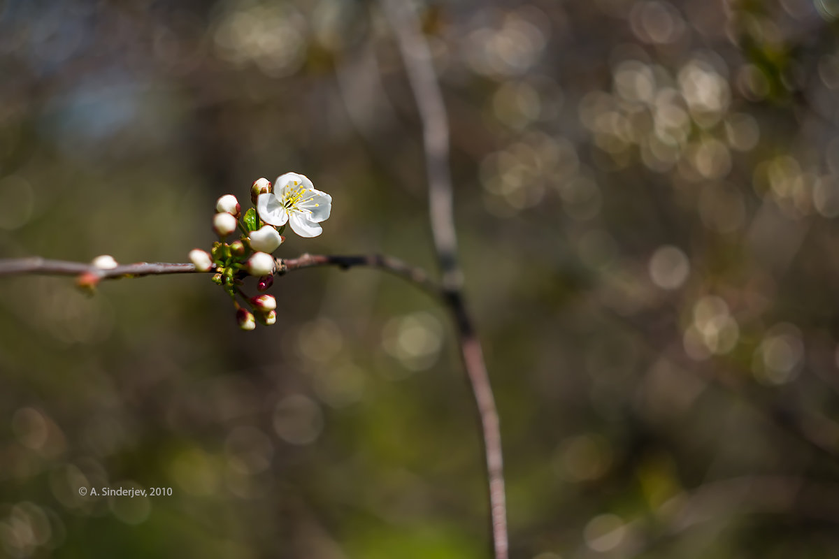 Цветок вишни - Александр Синдерёв