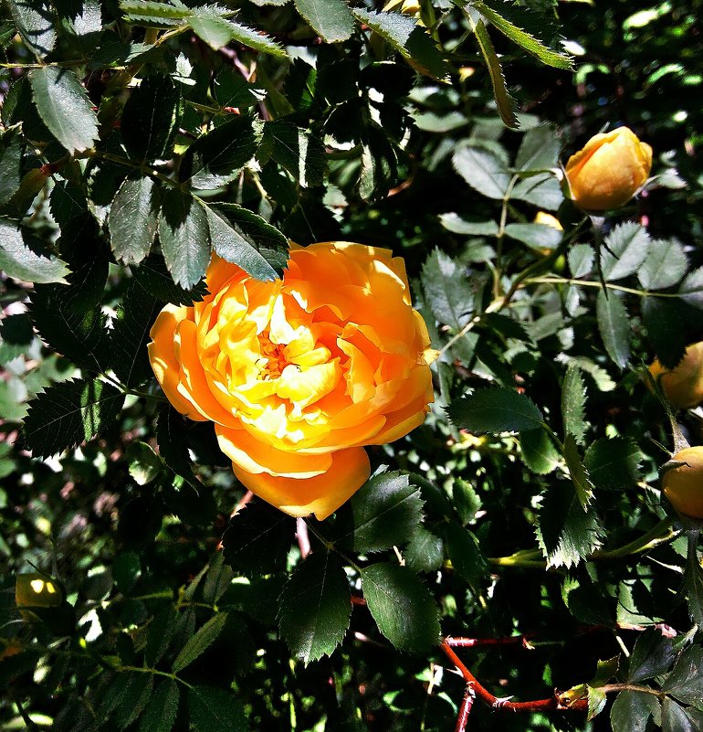 Желтая роза Фото №2 - Владимир Бровко