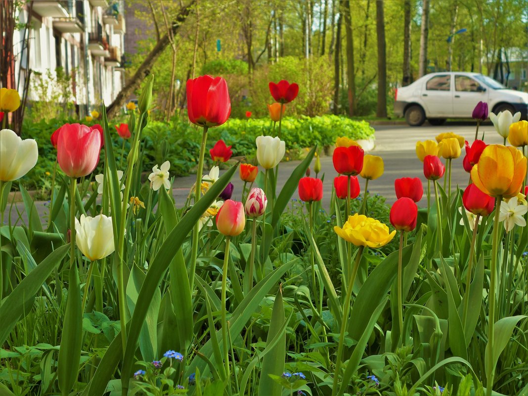 Весна в моем дворе... - Sergey Gordoff