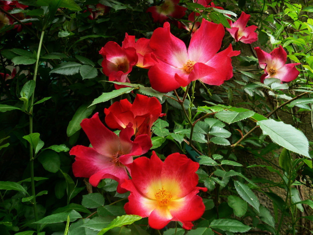 Майские розы - Vanda Kremer