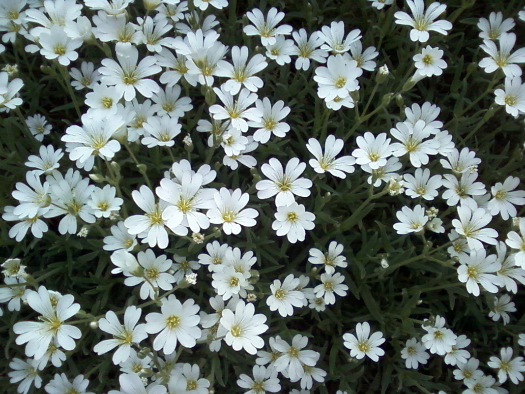 Цветы мая - Dana 