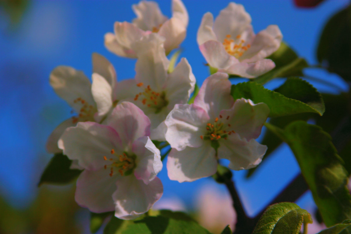 Яблони в цвету - Любовь Кищенко