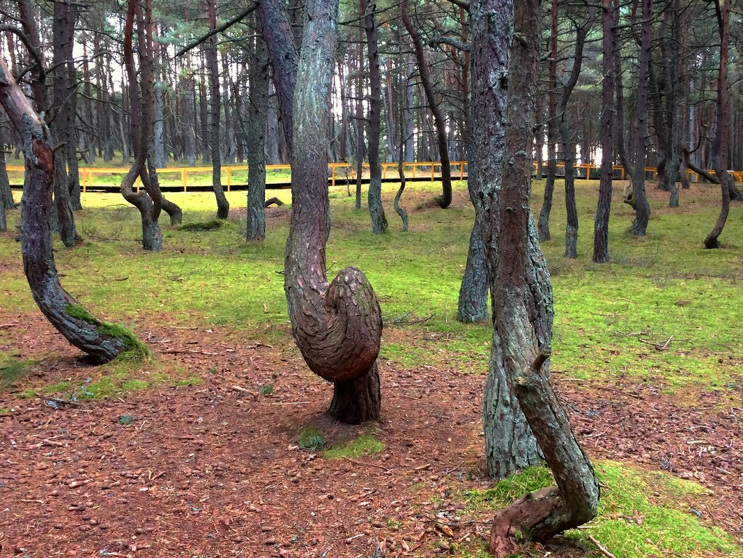Танцующий лес - Сергей Карачин