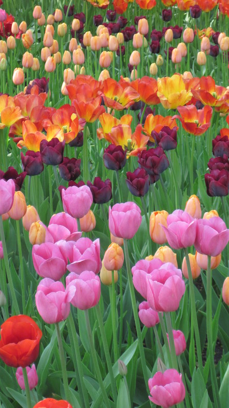 Тюльпановое разноцветье - Маера Урусова