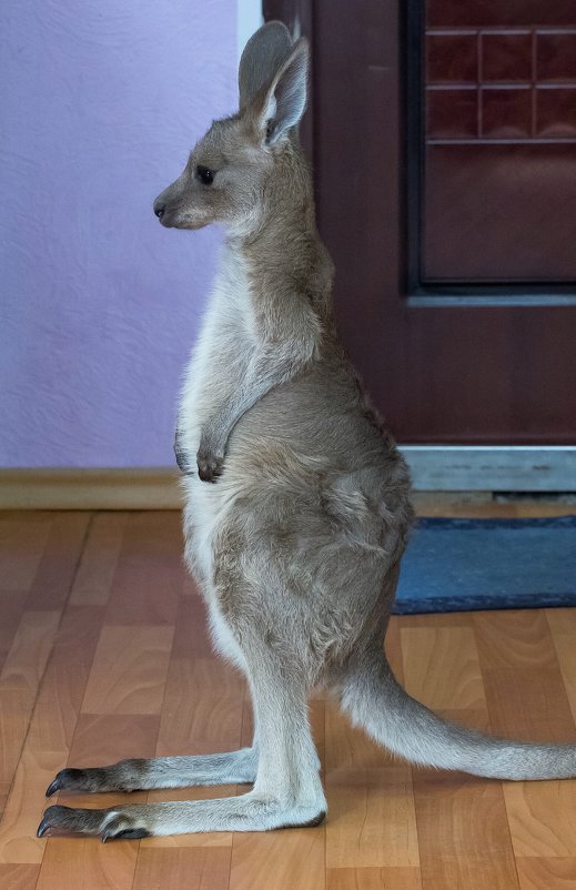 Детеныш серого кенгуру - Владимир Шадрин