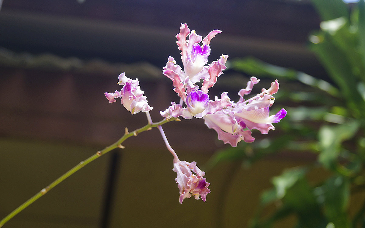 Уж чего-чего, а орхидей в Таиланде хватает. - Alex 