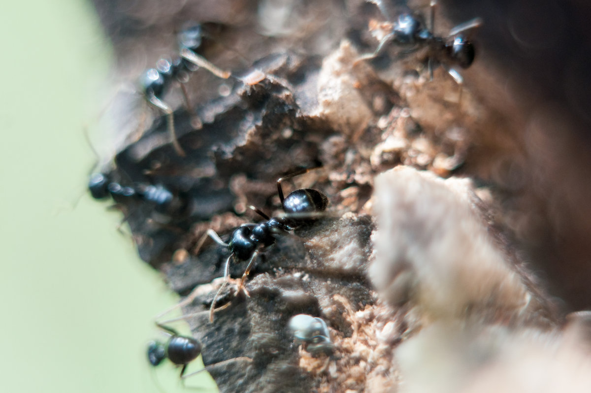 муравьиная суета - Тася Тыжфотографиня