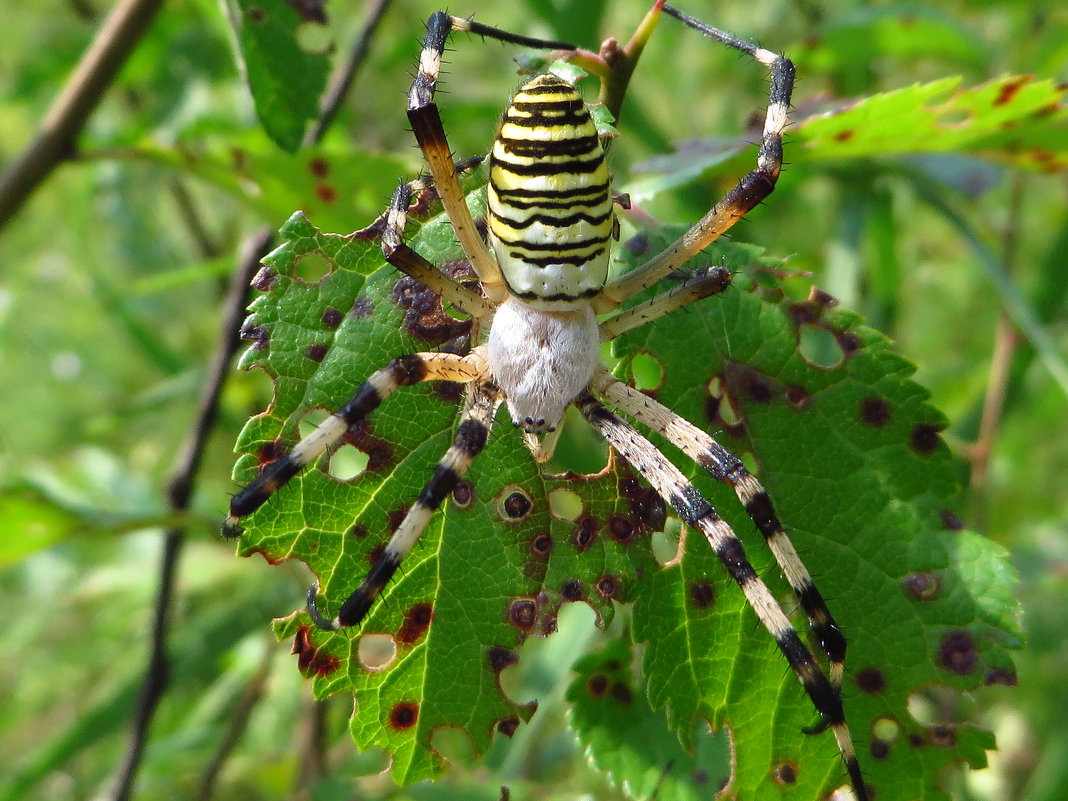 Аргиопа Брюнниха, или паук-оса (лат. Argiope bruennichi) - vodonos241 