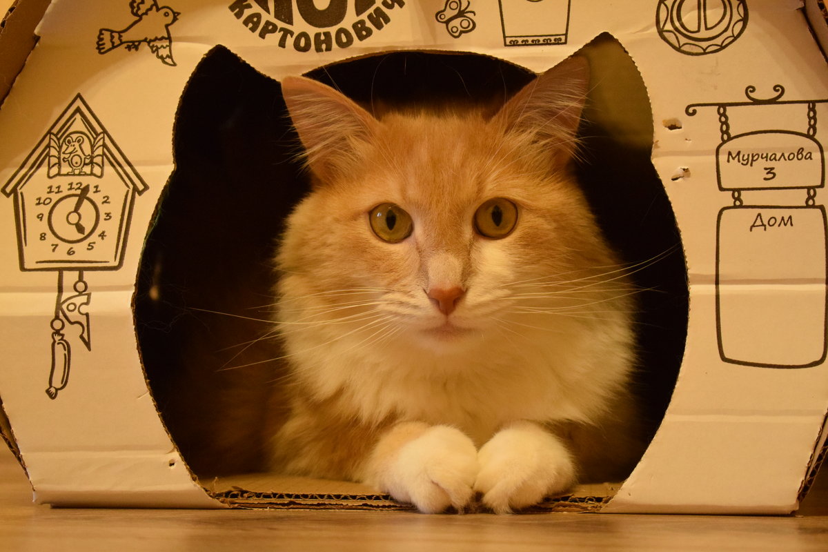 Кот в домике - Александр 