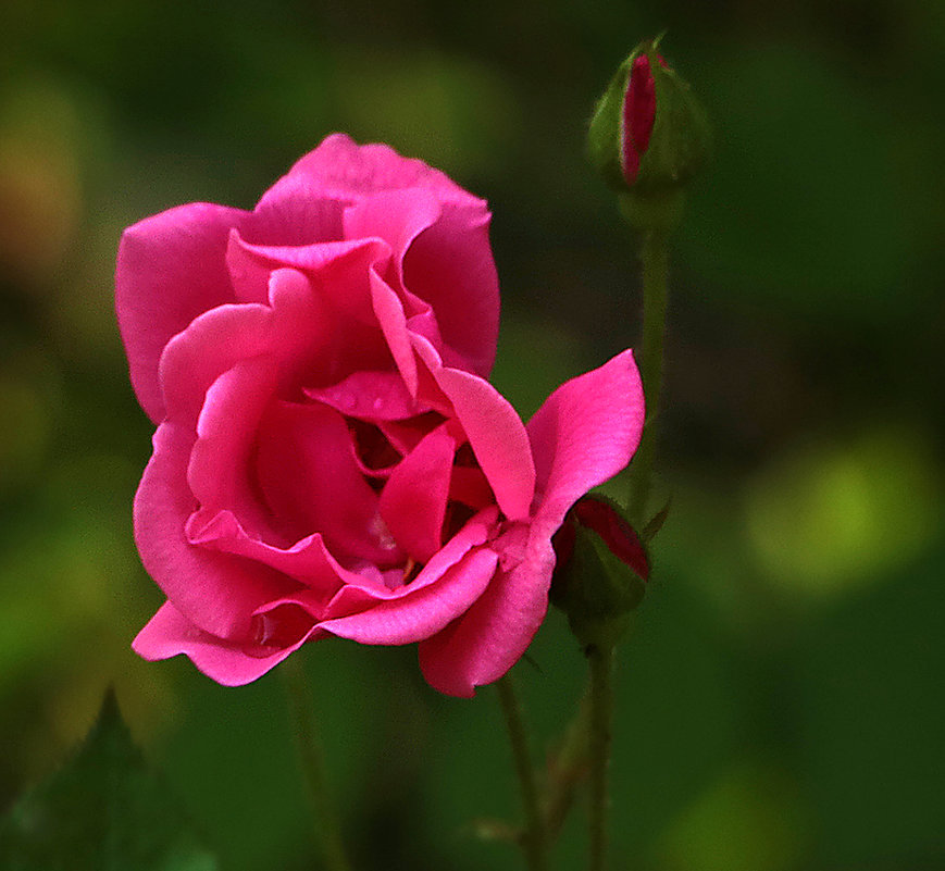 Розовая красавица - Светлана 