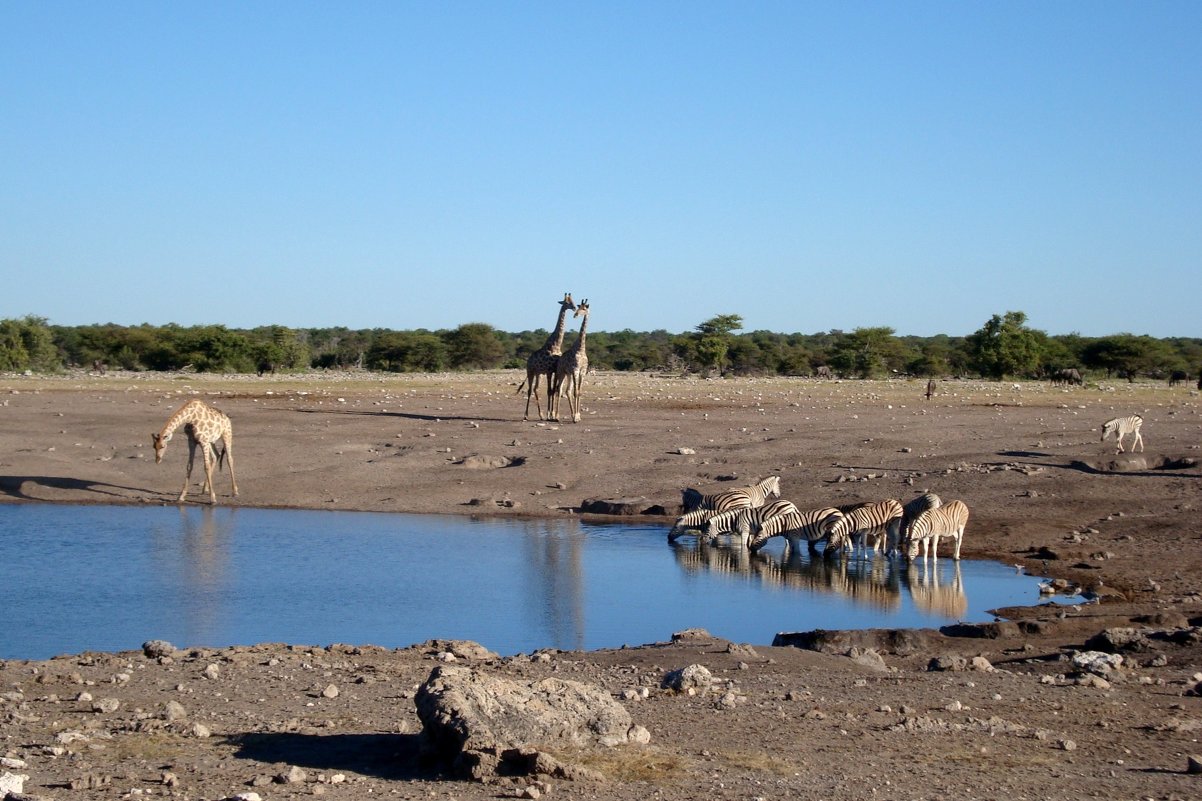 Национальный парк Этоша. Намибия - Tatiana Belyatskaya