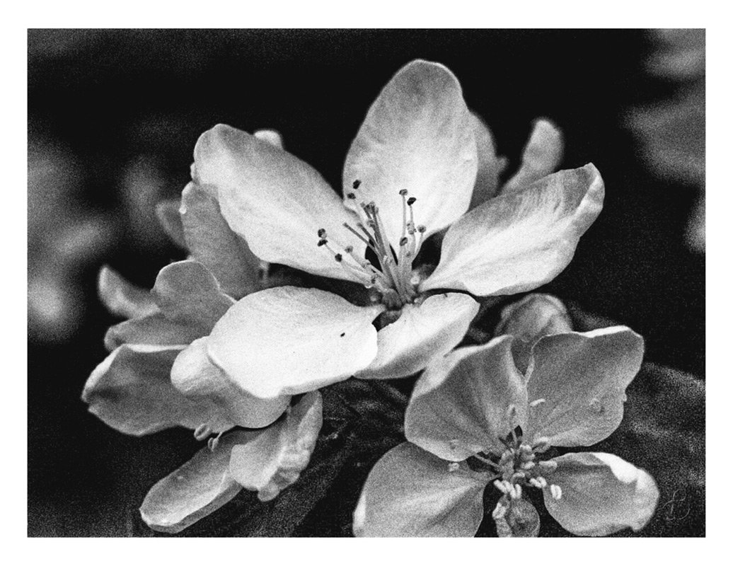 Цветок яблони - Виталий 
