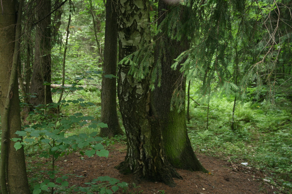 в лесу - Димончик 