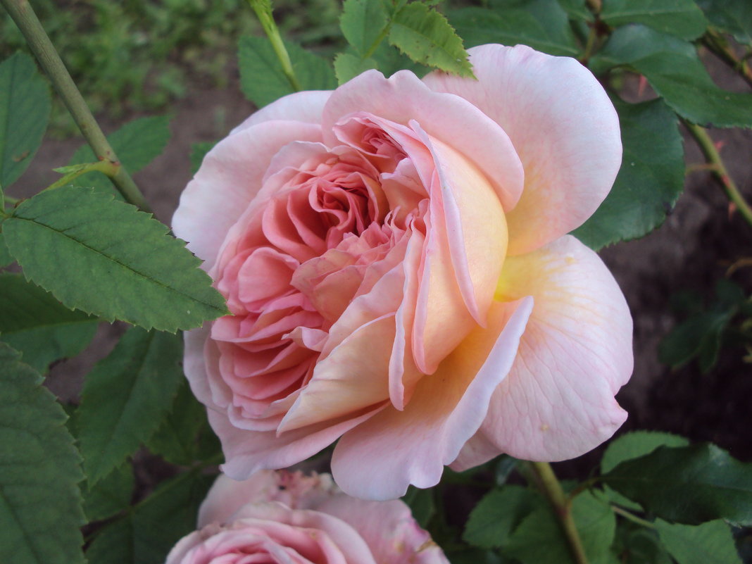 Розовый сад - Елена 