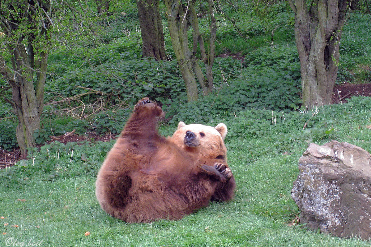 Медведь в зоопарке Уипснейд - Тамара Бедай 