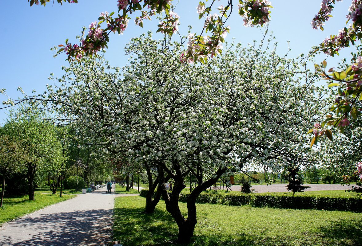 Старые яблони, чьё имя носит сад - Елена Павлова (Смолова)