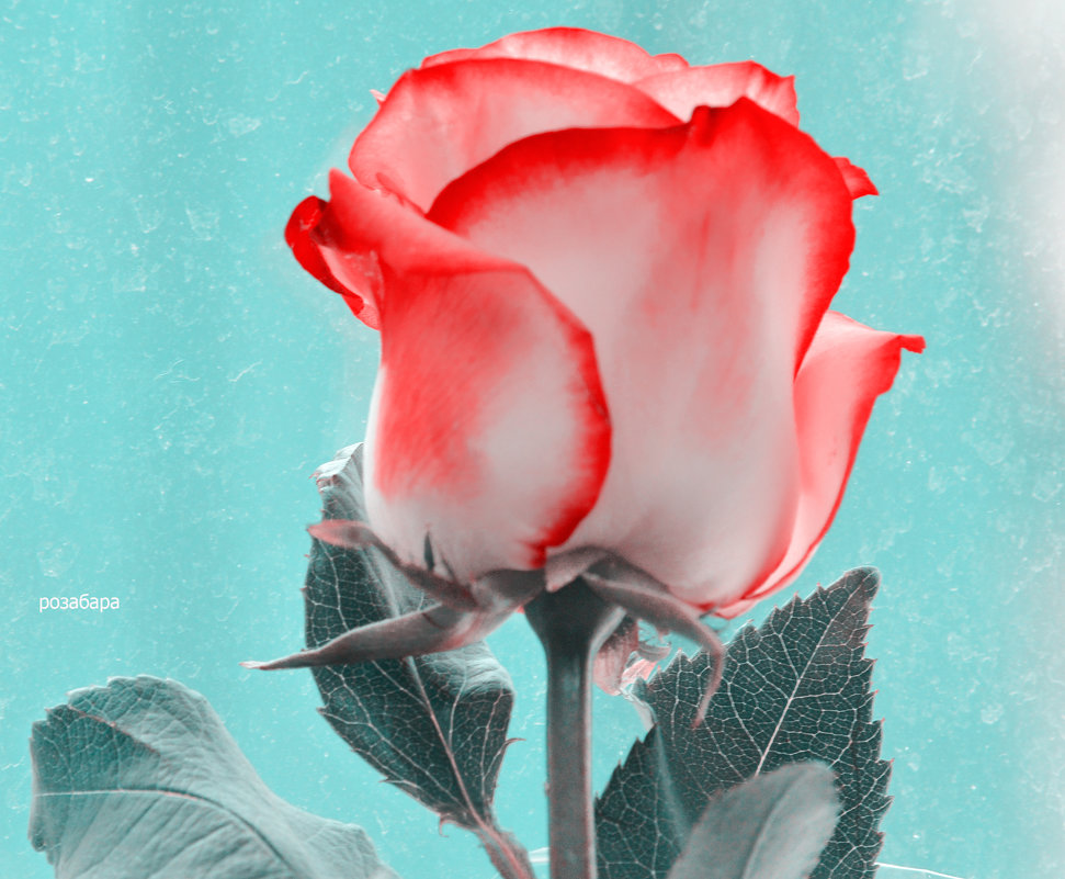 красная роза эмблема печали - Ксения Забара
