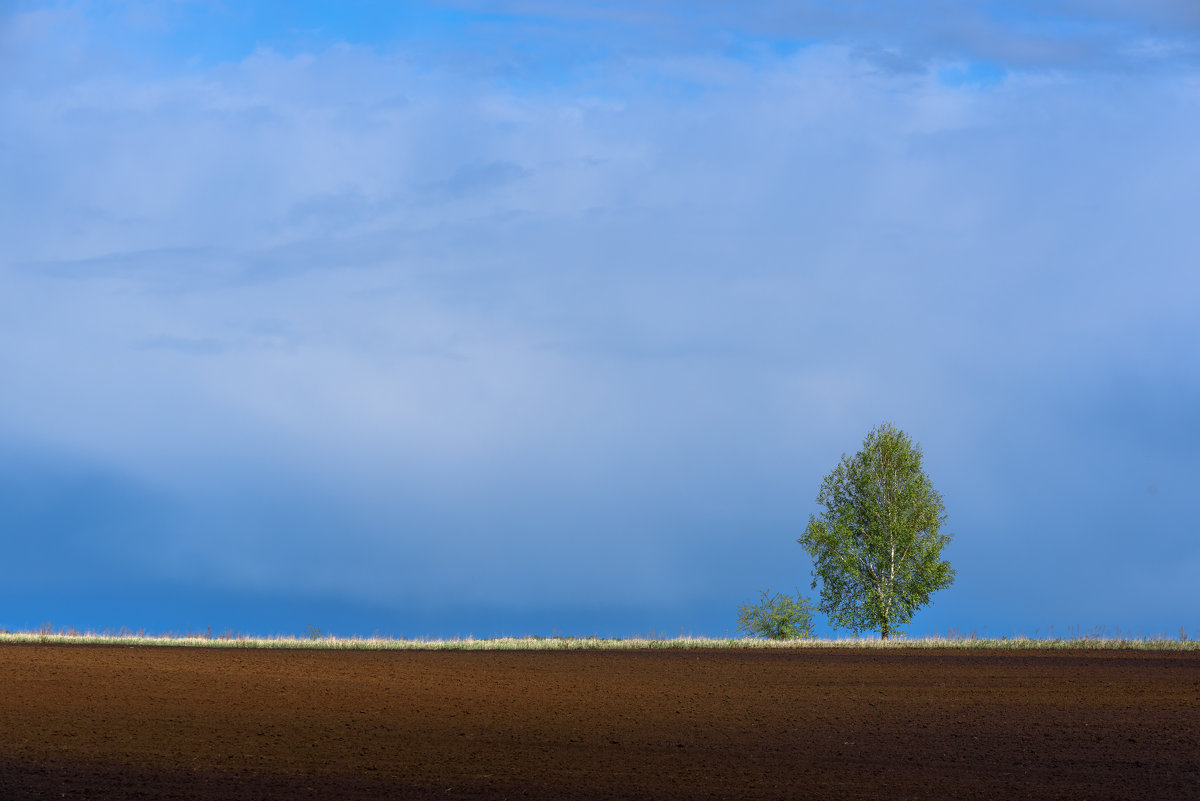 Одинокое дерево - Nikolay Svetin