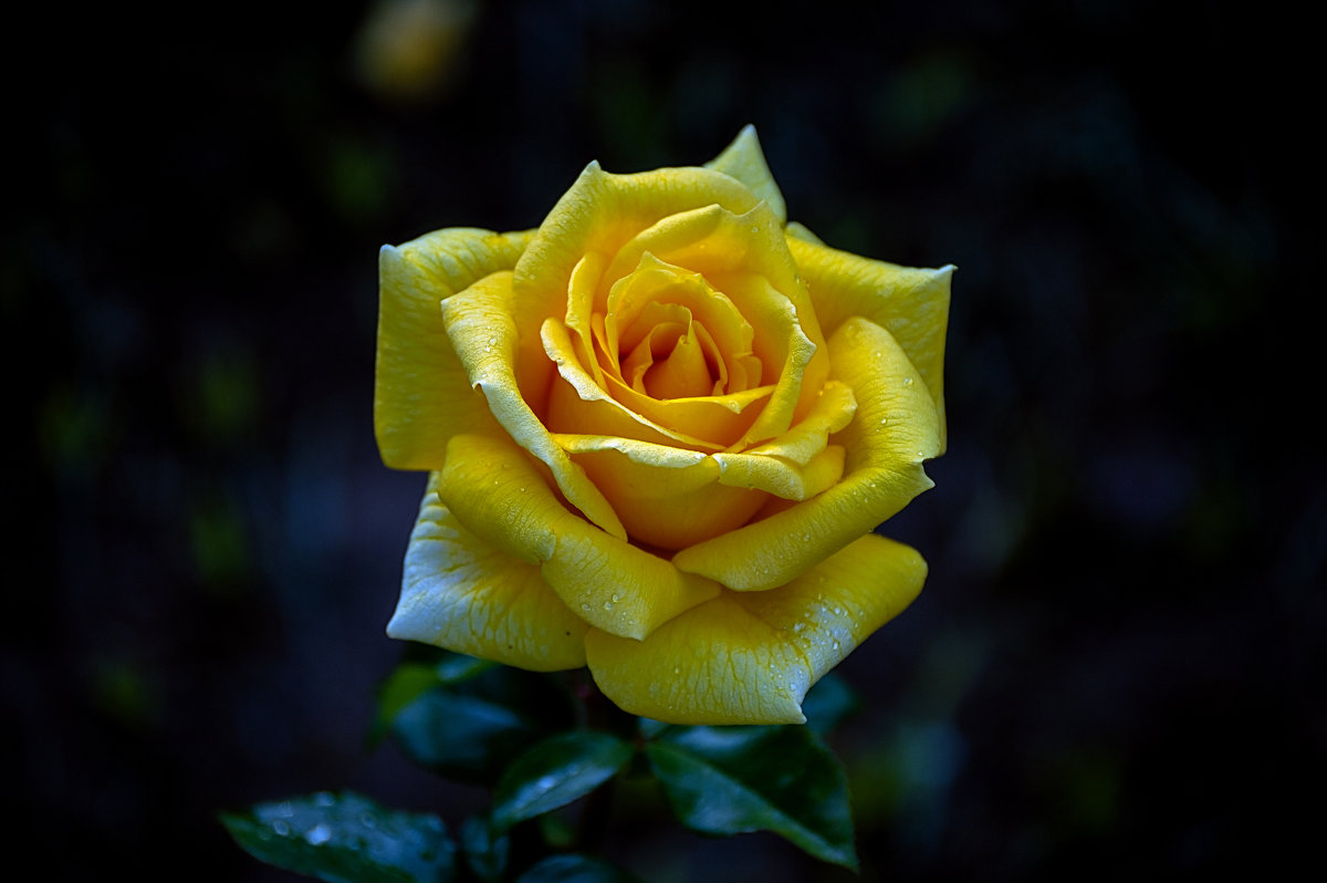 жёлтая роза - Игорь 