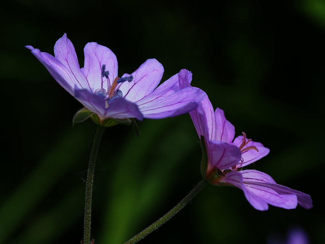 Полевые цветы - wea *