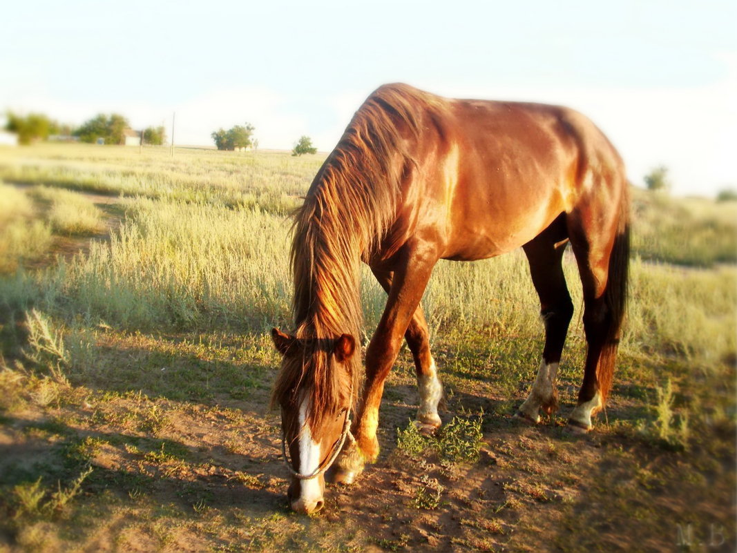 Лошадь, природы созданье чудесное... - Людмила Богданова (Скачко)