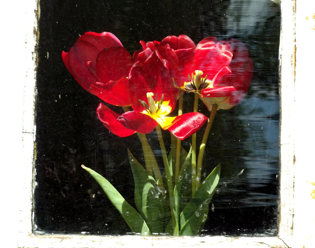 Цветы в окне - Светлана Рябова-Шатунова