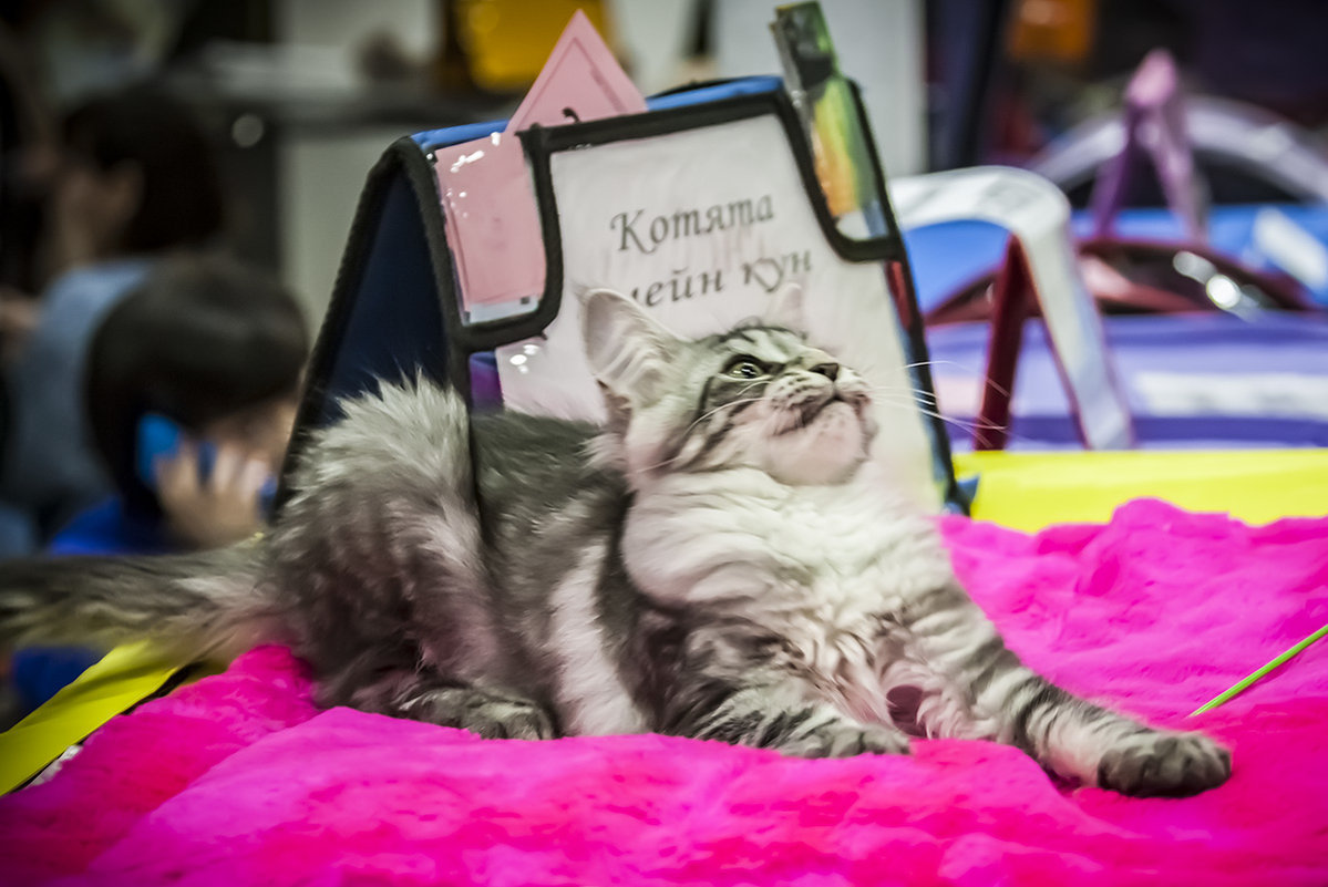 Выставка кошек "Кэт-Салон-Март" в Сокольниках 17.03.2018 - Игорь Герман