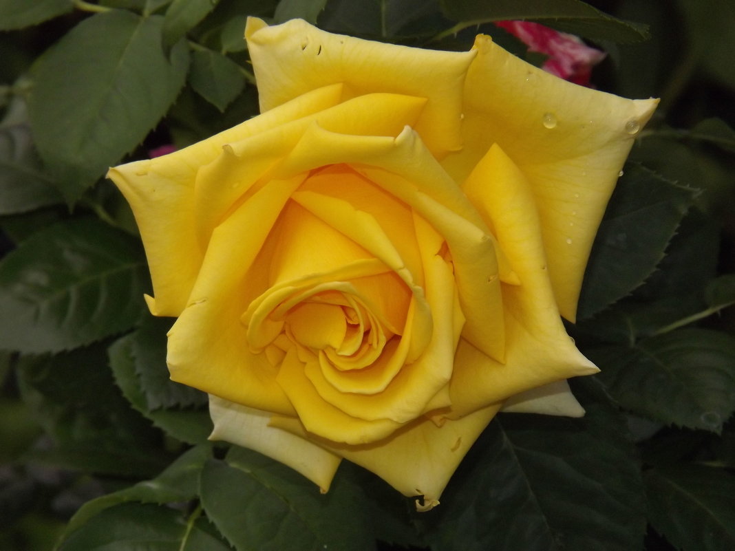 Роза желтая,роза чайная аромата необычайного! - Нина Андронова