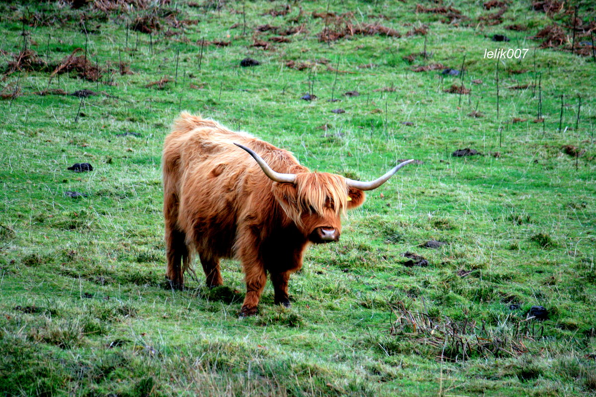 Хайленд, хайлендская порода (англ. Highland cattle, гэльск. Bò Ghàidhealach, скотс. kyloe) - Olga 