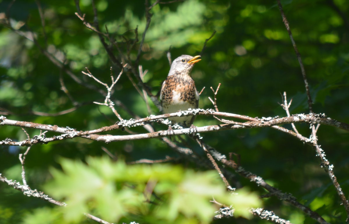 Птицы леса летом Смоленск