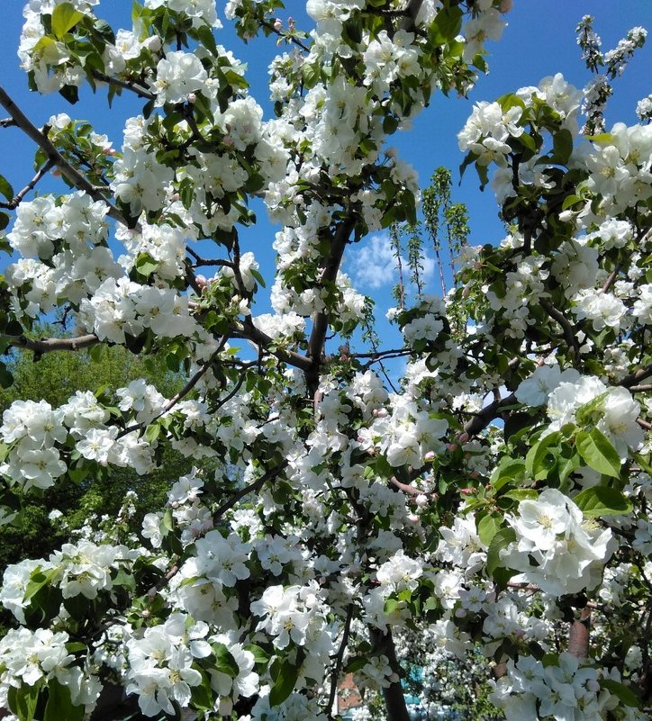 Яблочная весна - Стас Борискин (STArSphoto)
