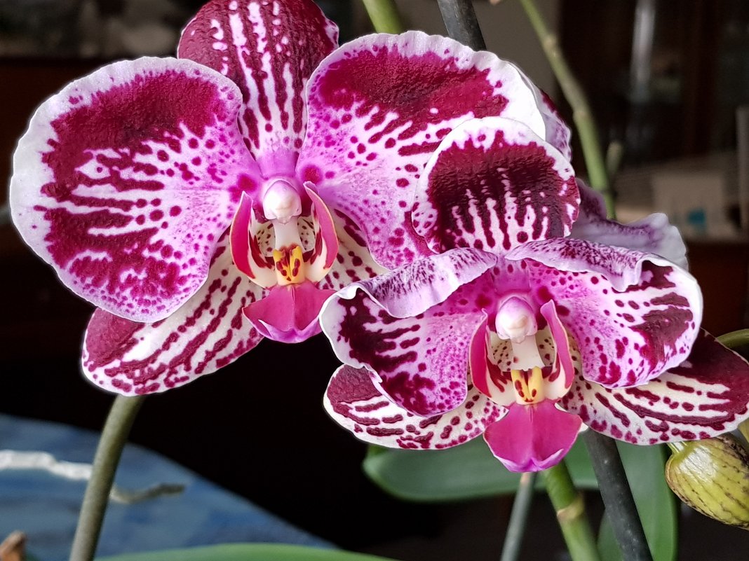 Цветет орхидея - Генрих 