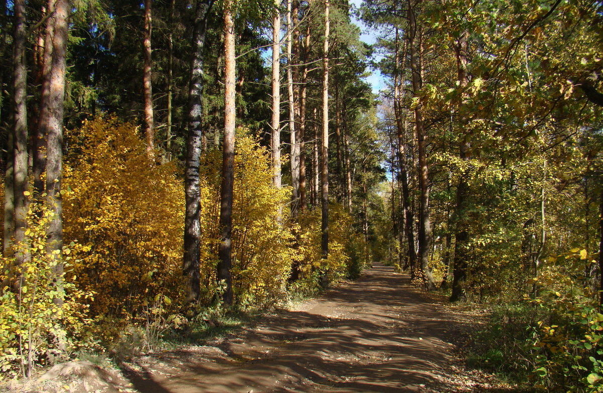 Дорога в осенний лес - Татьяна Георгиевна 