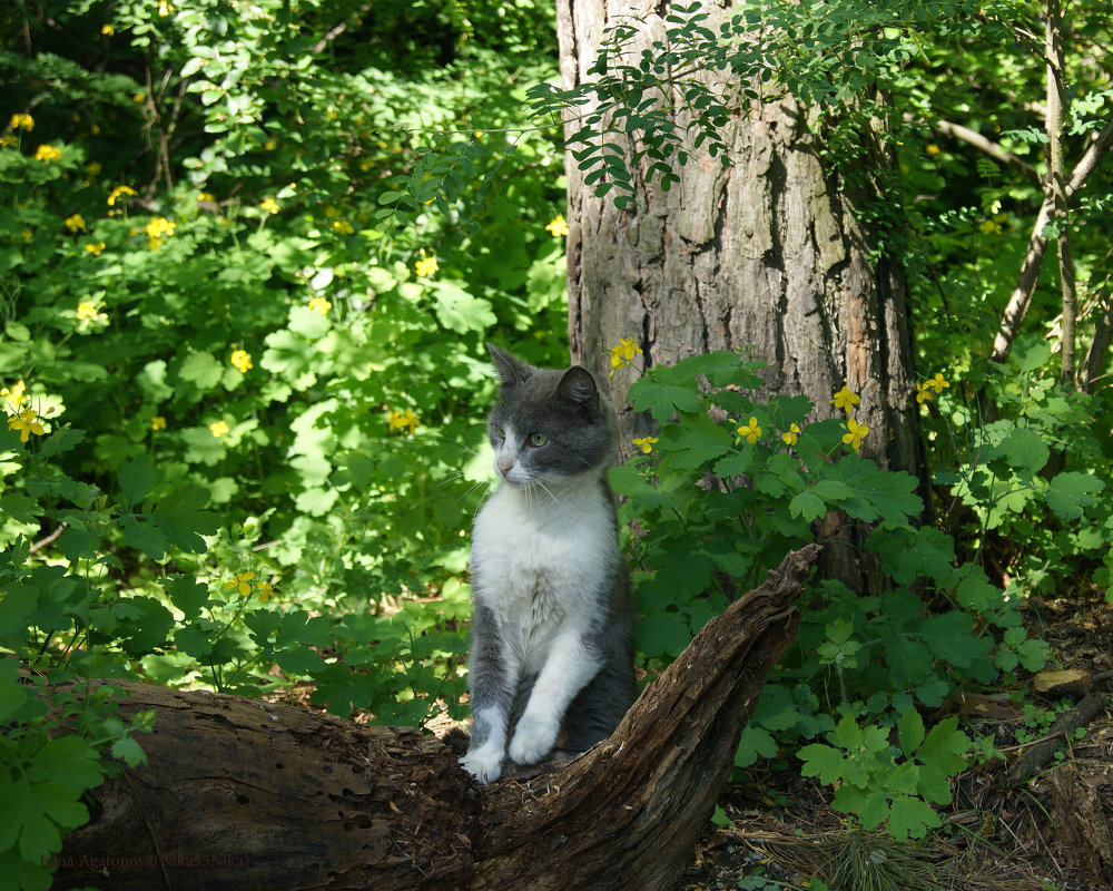 Лесной кот - nika555nika Ирина